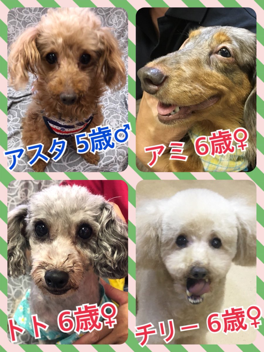 🐾今日の里親様募集中ワンコ🐶メンバーです🐾2018,8,1